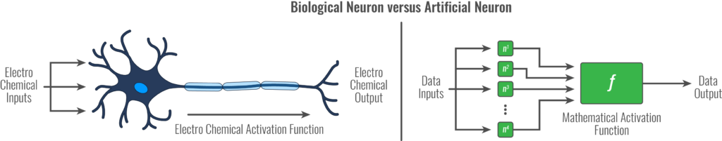 Biological Neuron versus Artificial Neuron