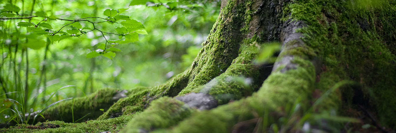 Competitive and Environmental Advantage